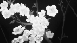 2d57c3fa9b362663ef80931dfba6597d55556695def3adbea365935026c4ce49.gif